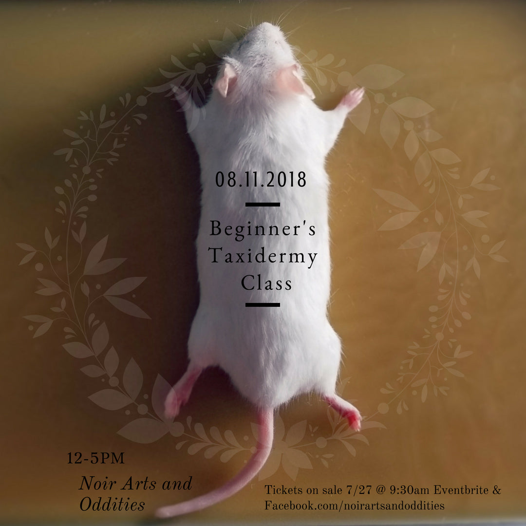 Beginner's Taxidermy Class