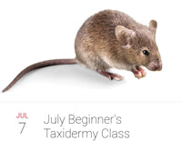 Beginner's Taxidermy Class