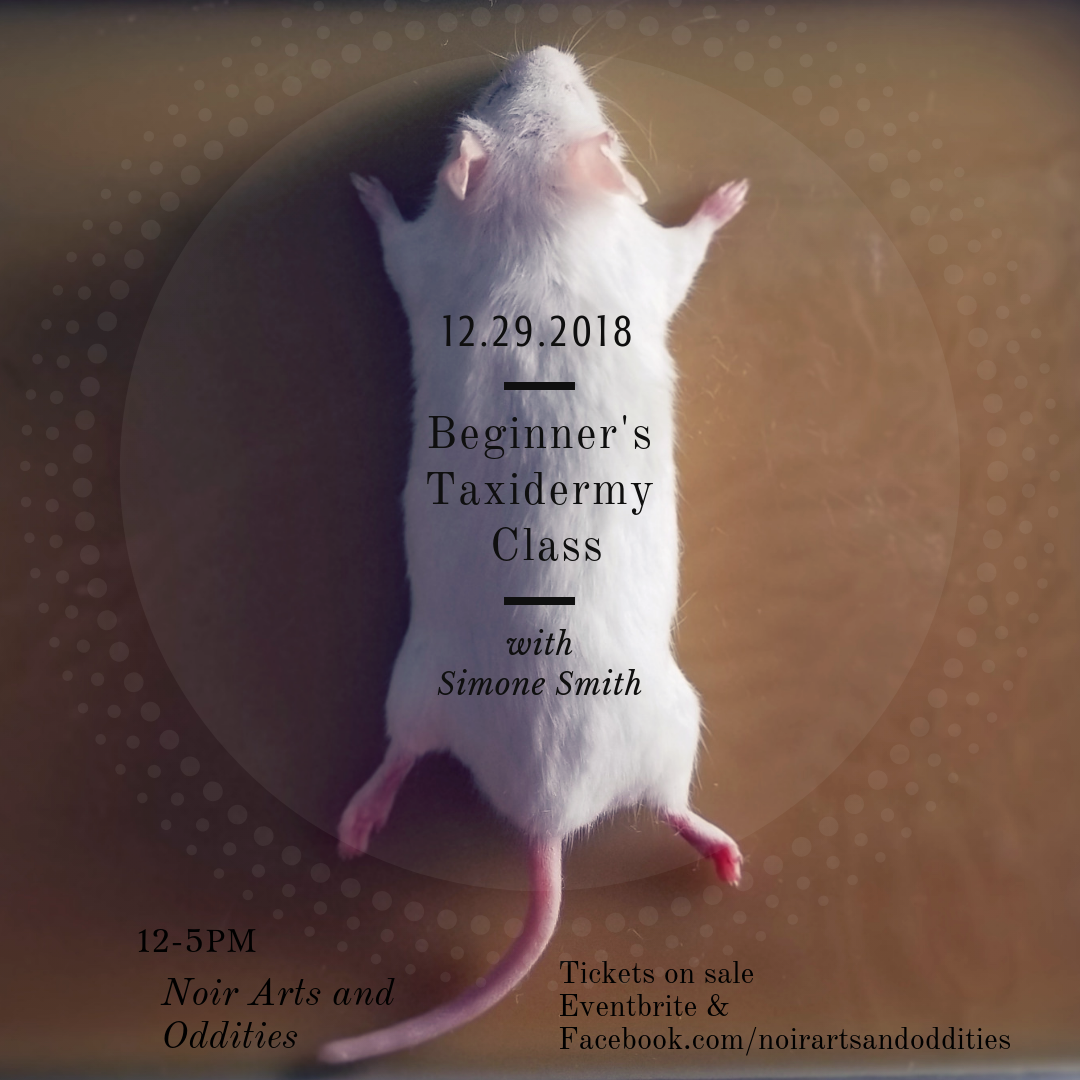 Beginner's Taxidermy Class