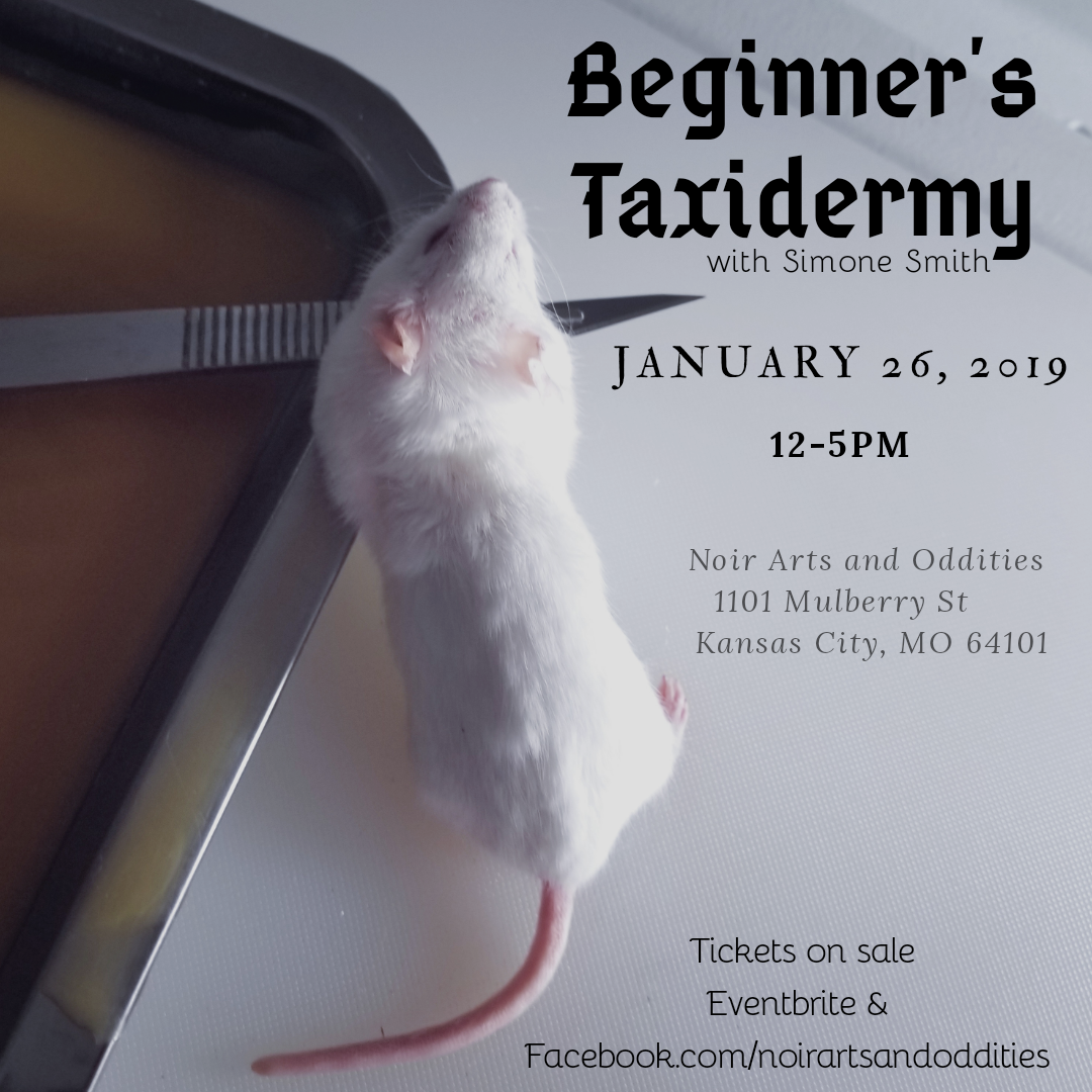 Beginner's Taxidermy Class