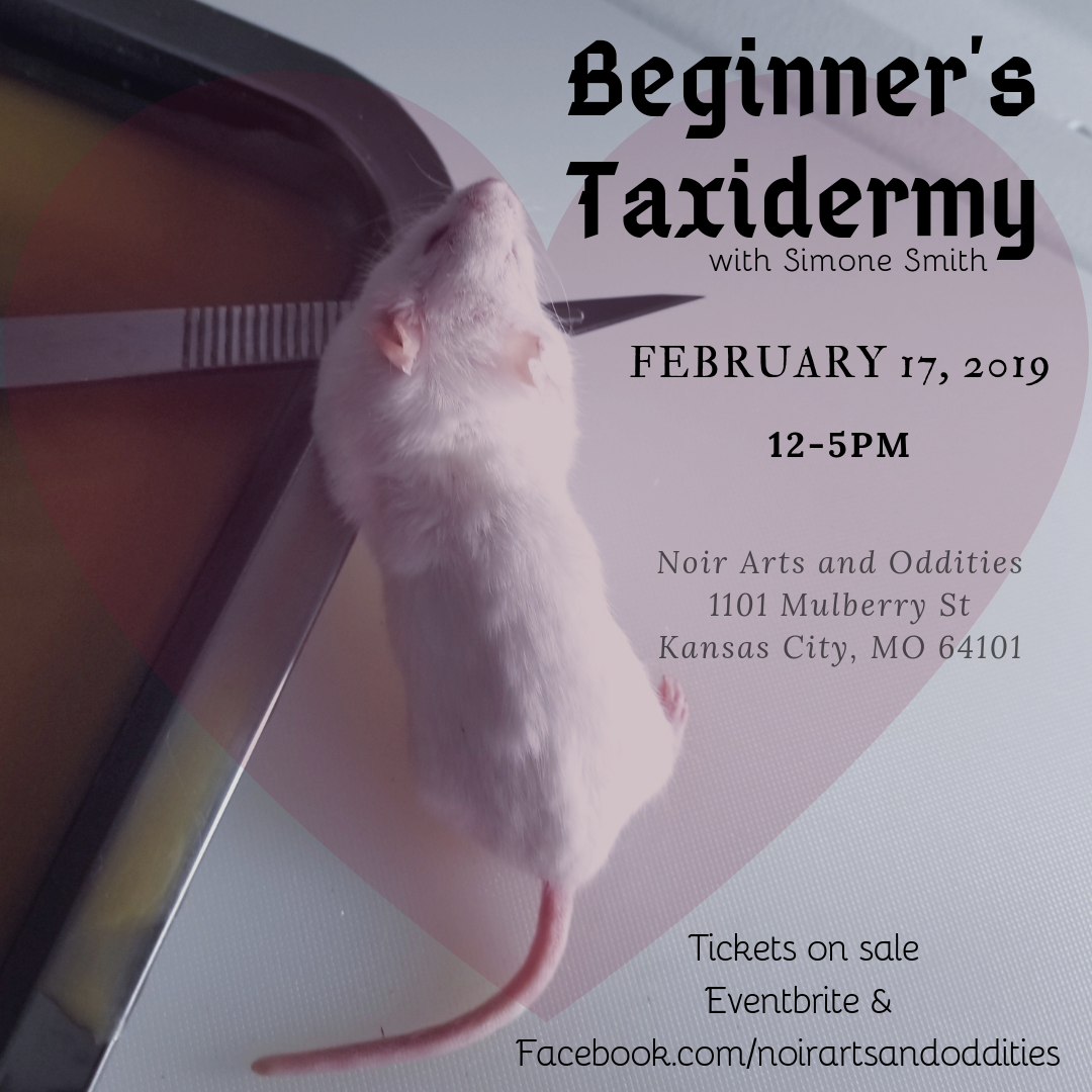 Beginner's Taxidermy Class