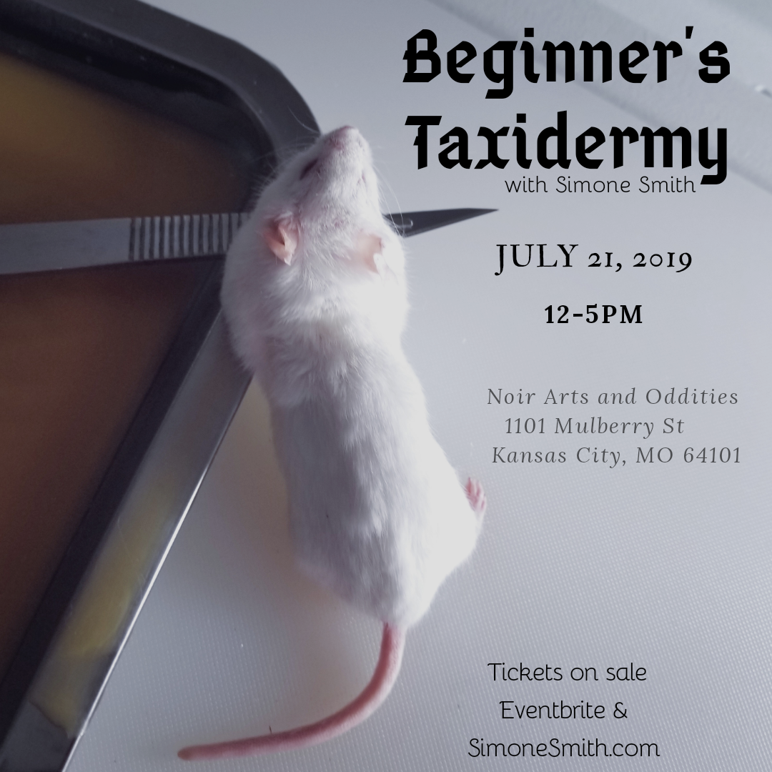 Beginner's Taxidermy Class