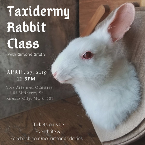 Class Rabit Taxidermy Rabbit Class - Half Embalmed