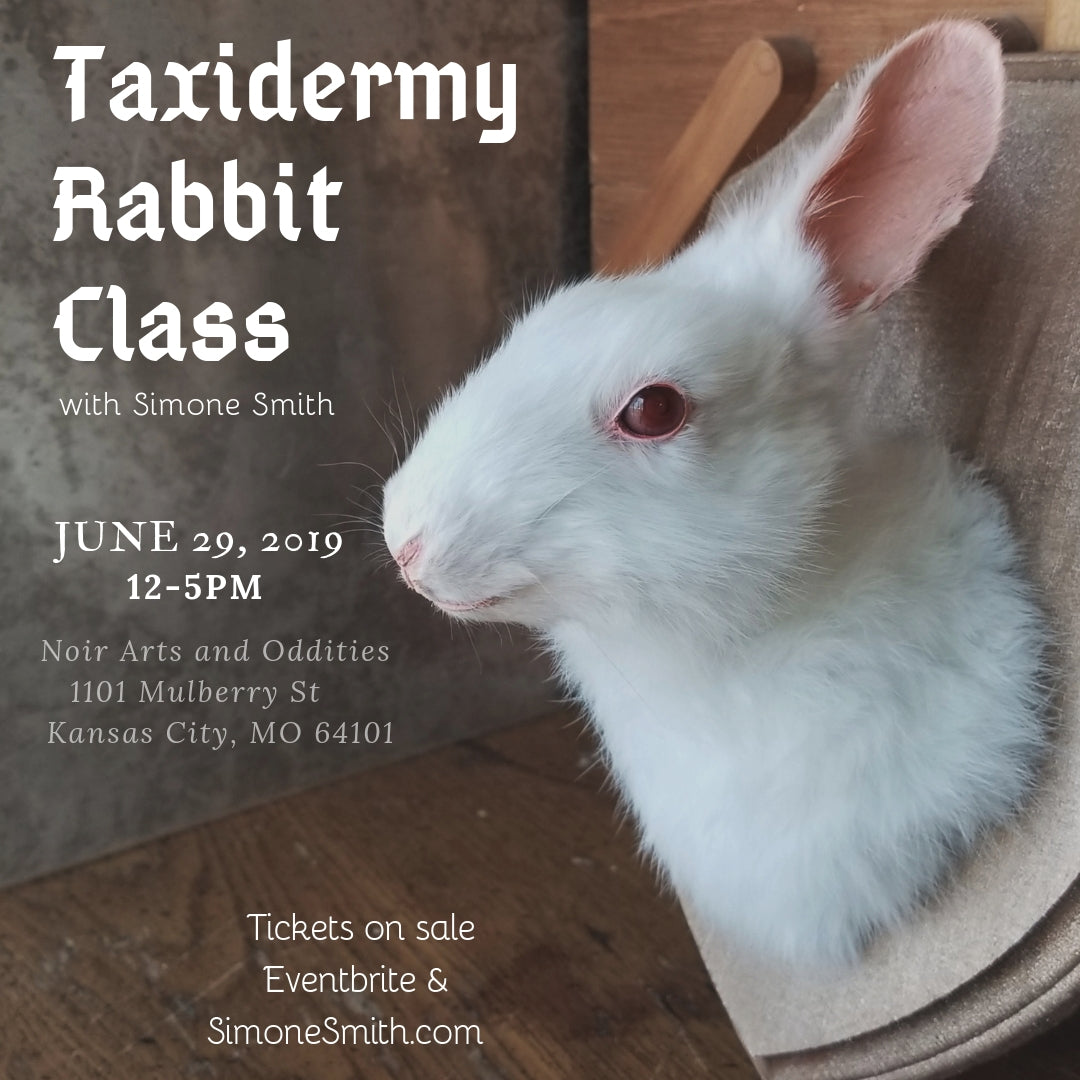 Taxidermy Rabbit Class