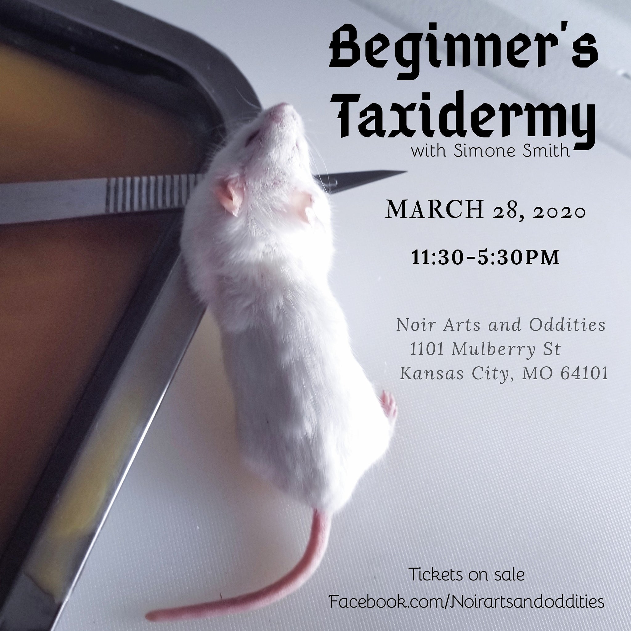 Beginner's Taxidermy Class