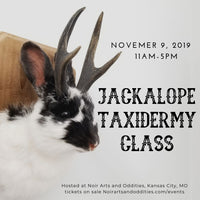 Jackalope Taxidermy Class