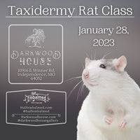 Taxidermy Rat Class