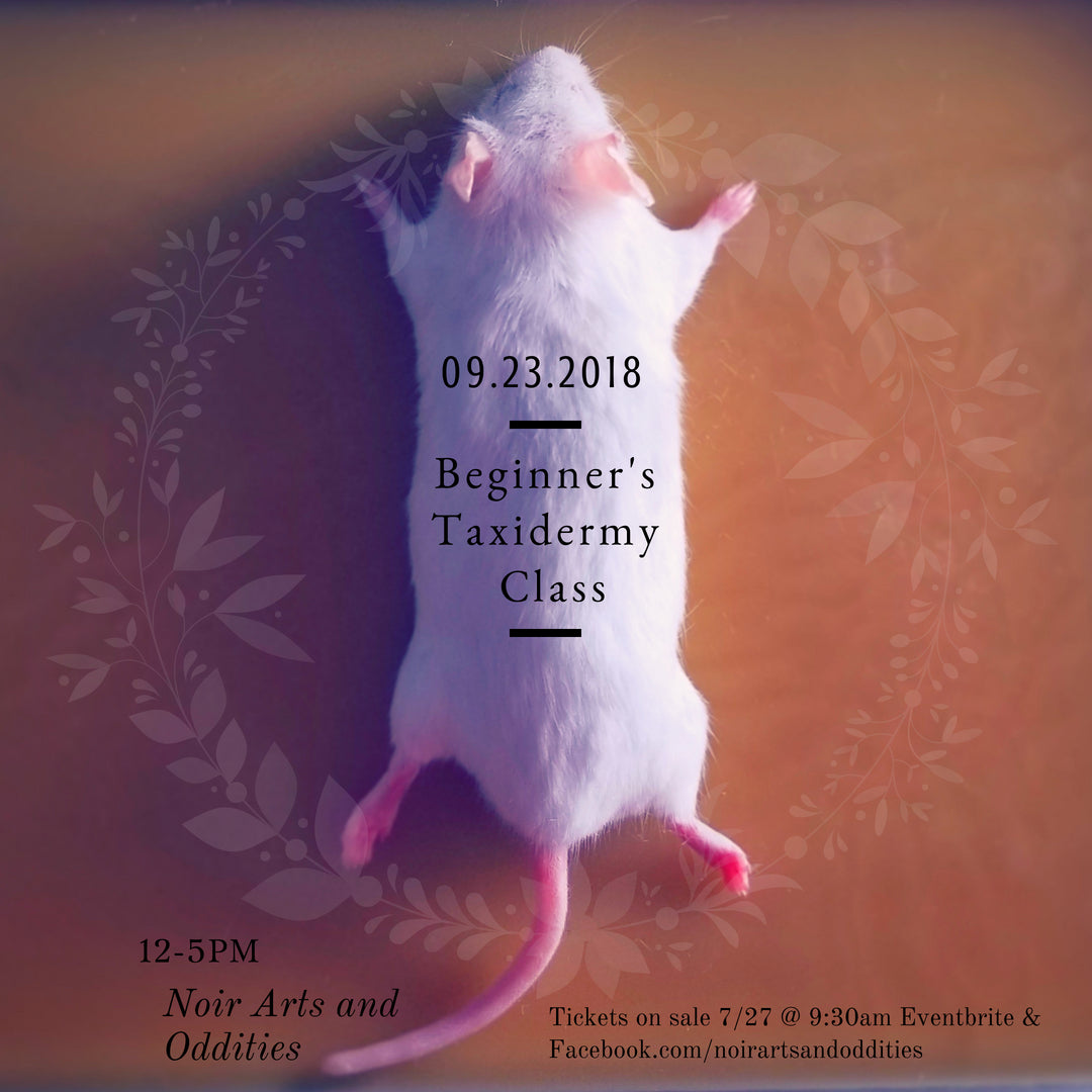 Beginner's Taxidermy Class