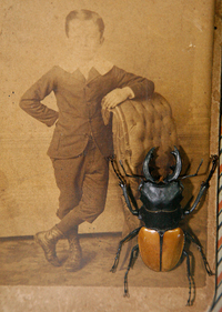 Insects