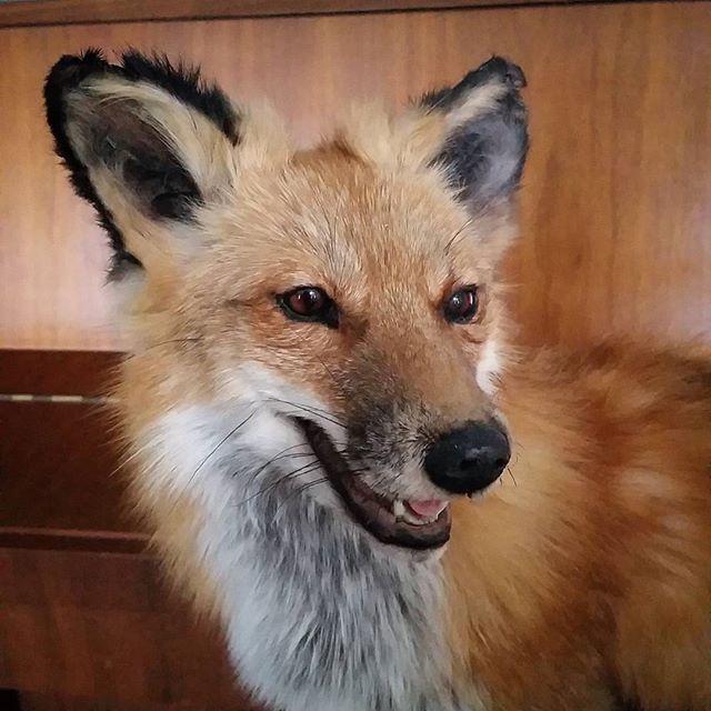 Taxidermy Red Fox