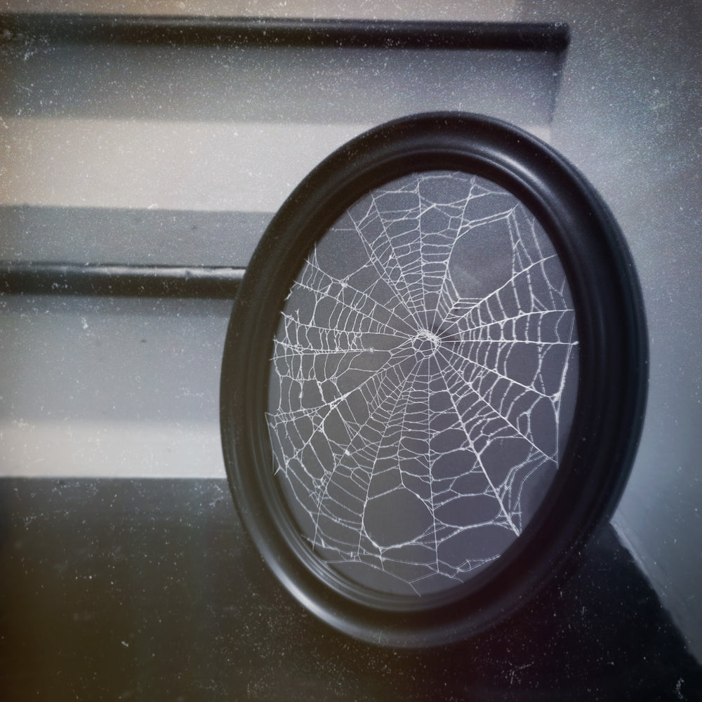 real framed preserved spiderweb