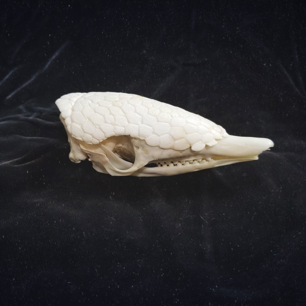 cleaned armadillo skull