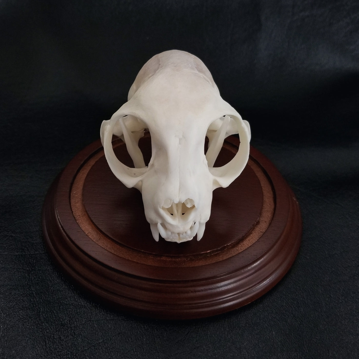 Cleaned cat skull from a pet preservation memorialization 