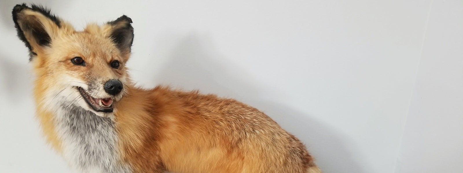 Photo of a taxidermy Red Fox mounted by Simone Smith at Half Embalmed