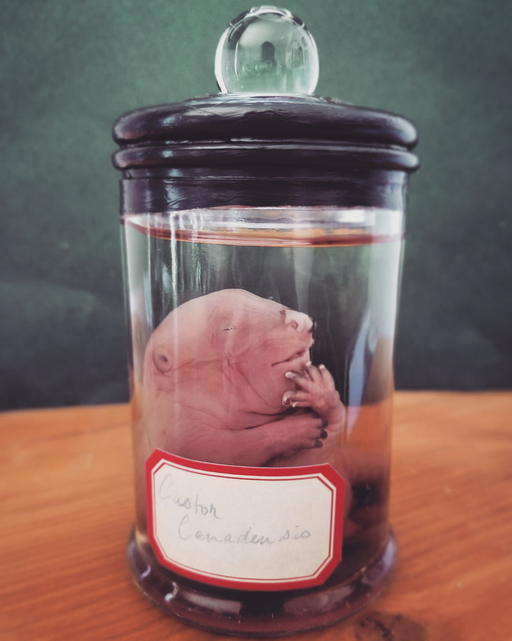 real fluid preserved wet specimen baby beaver in glass jar