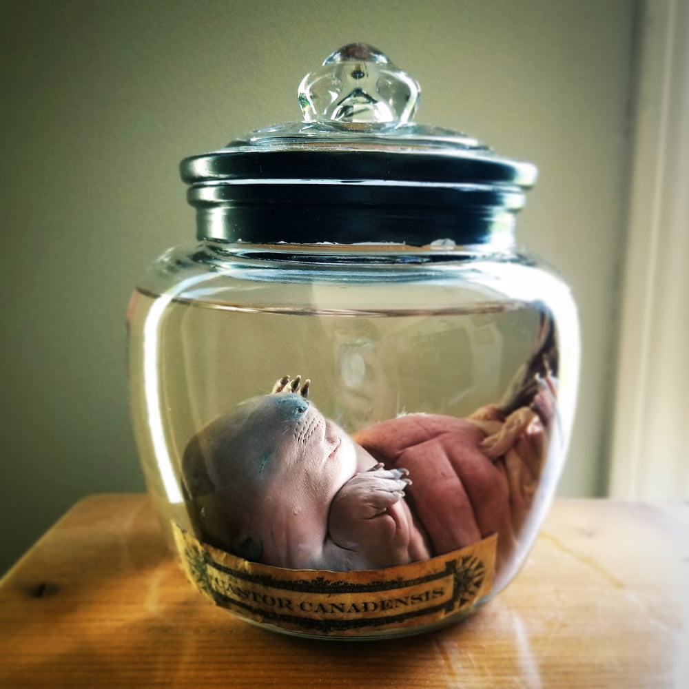 real fluid preserved wet specimen baby beaver in glass jar with specimen label