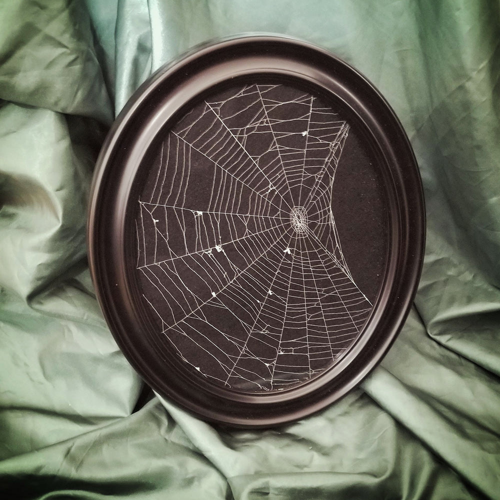 real preserved framed spider web