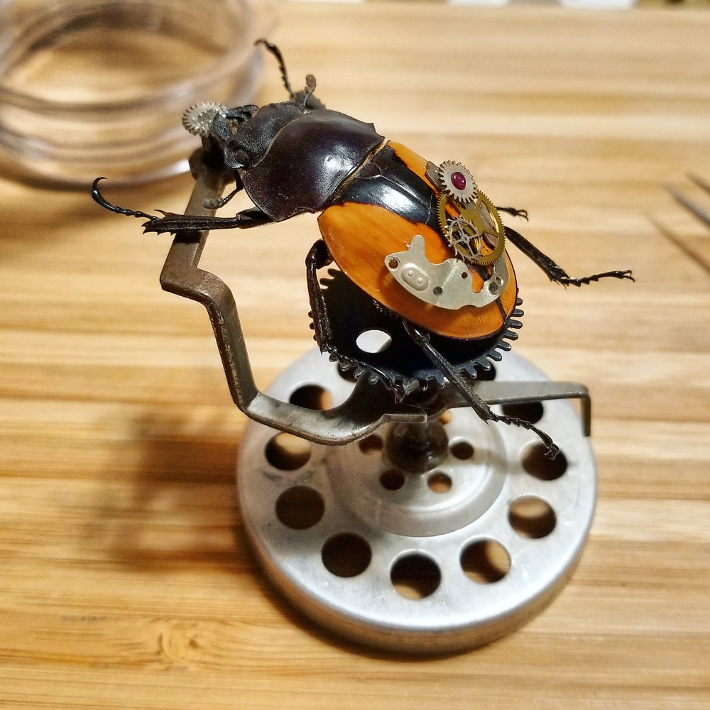 preserved beetle with clock parts