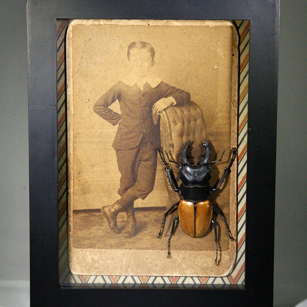 Preserved beetle with antique Victorian cabinet card photo of child in black shadowbox frame