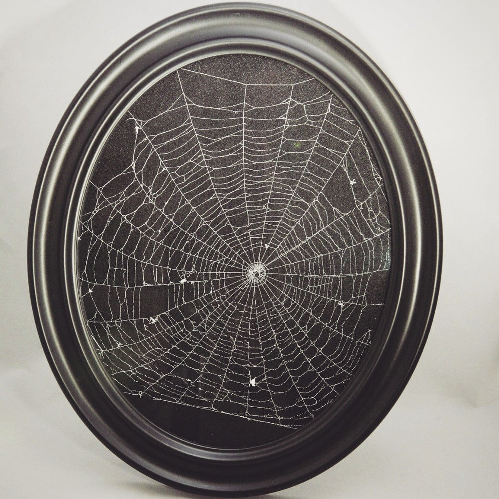 real preserved framed spiderweb