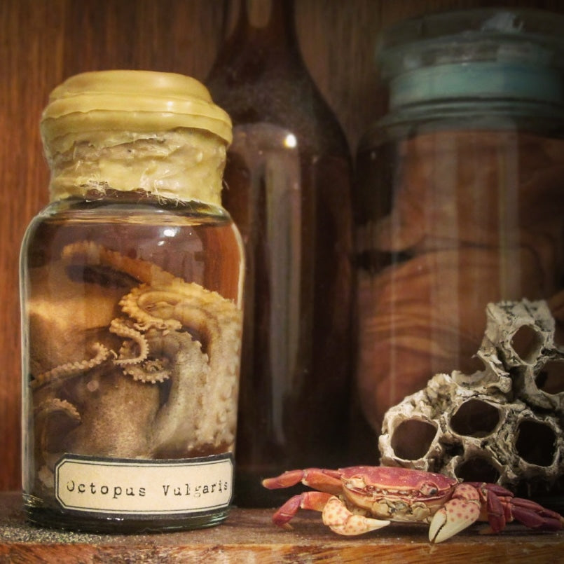 Real fluid preserved wet specimen octopus in wax covered jar with specimen label next to a dried preserved crab and barnacles.
