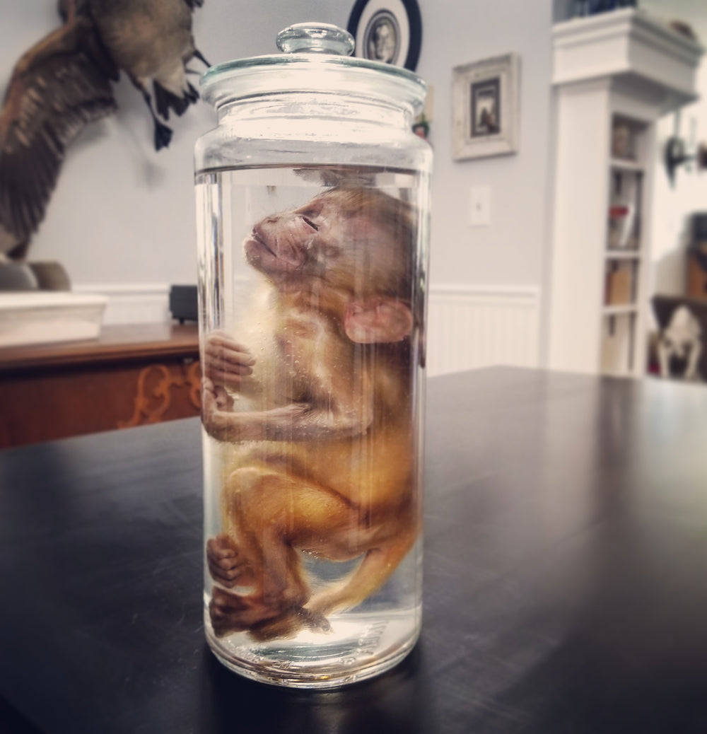 Monkey Wet Specimen fluid preserved