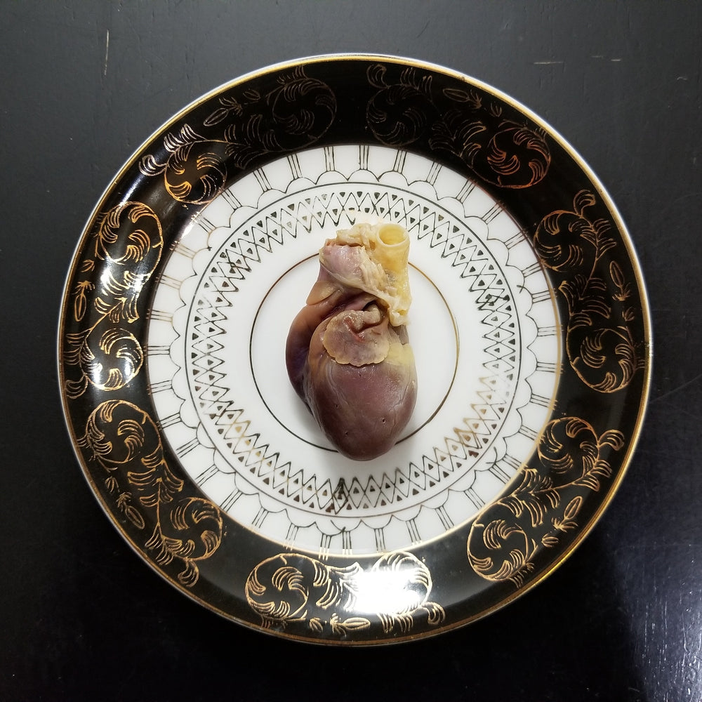 Fluid preserved wet specimen cat heart from pet preservation memorialization