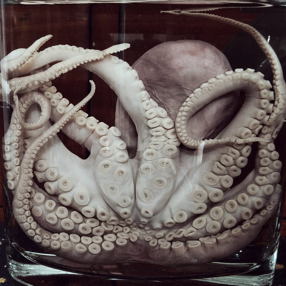 fluid preserved wet specimen octopus 