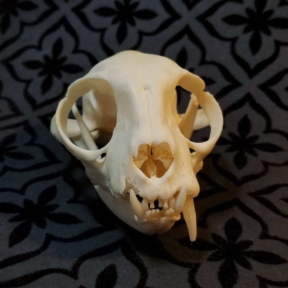 Cleaned cat skull from a pet preservation memorialization 