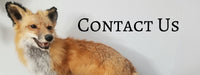 Taxidermy Fox Half Embalmed Contact Us