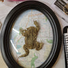 Flattened Fauna Mummified Framed Frog