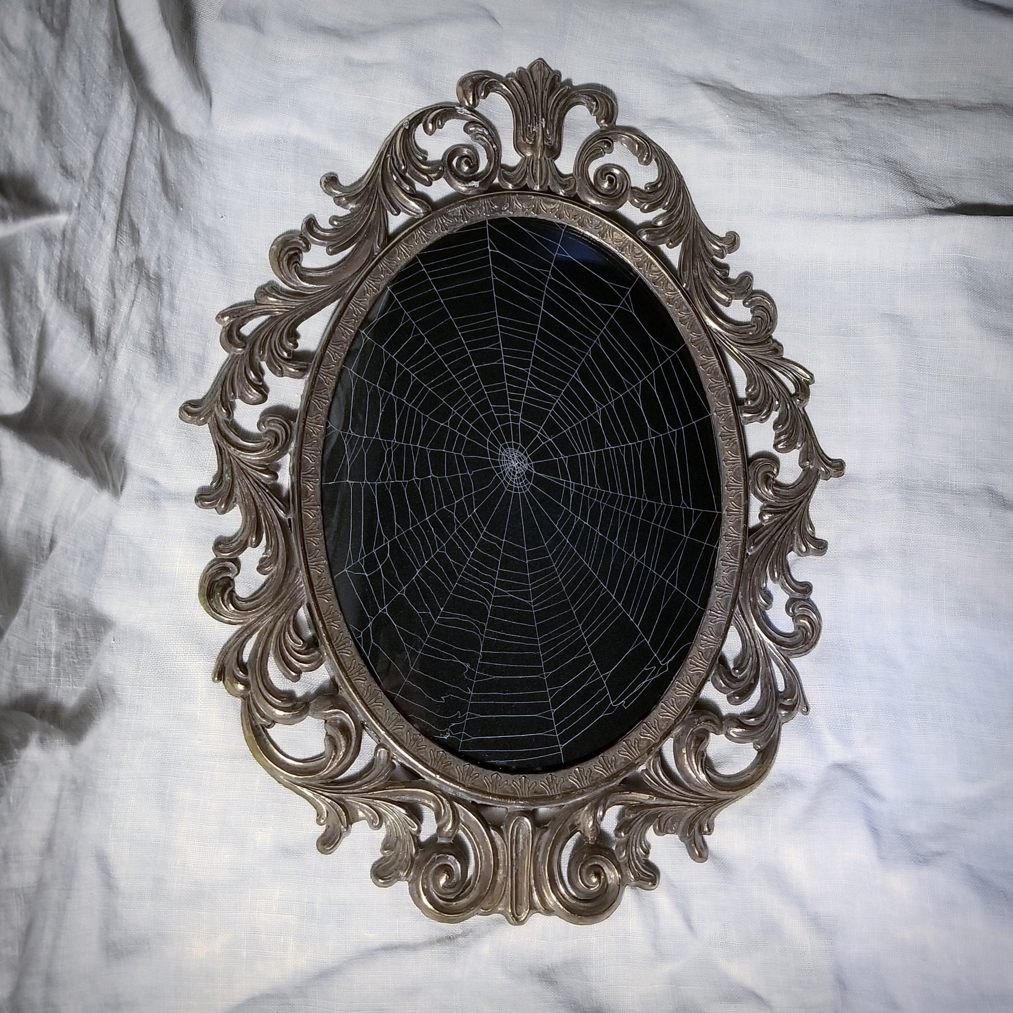 Genuine Preserved Spider Web