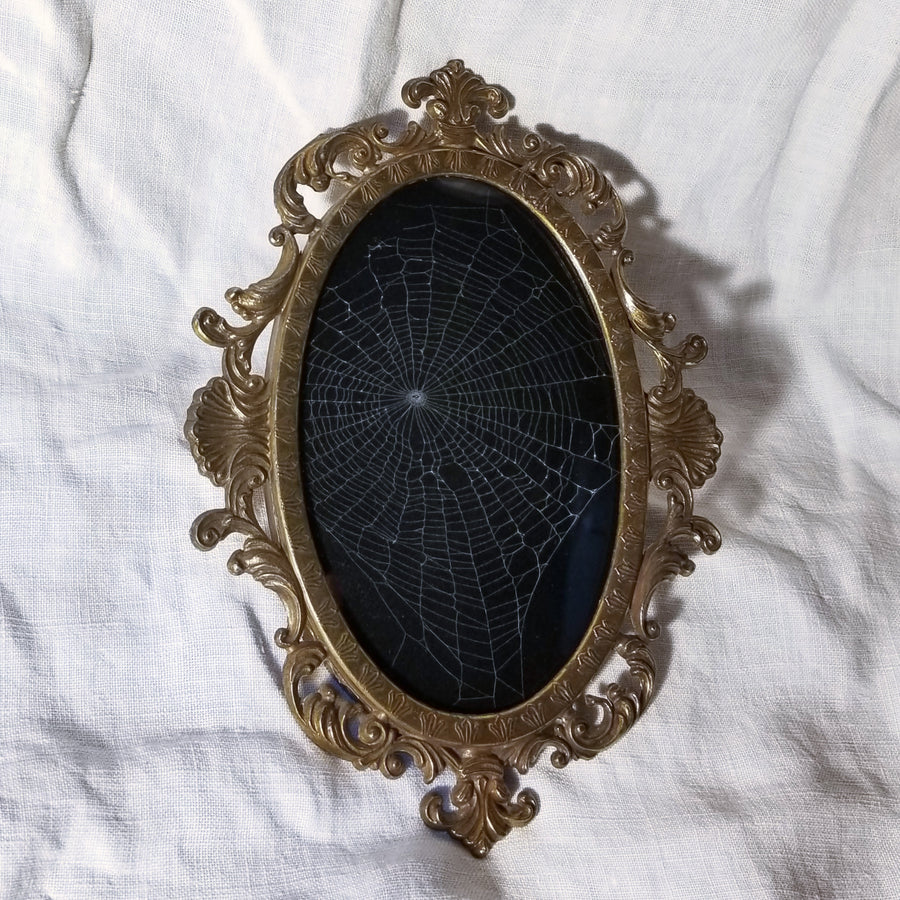 Genuine Preserved Spider Web