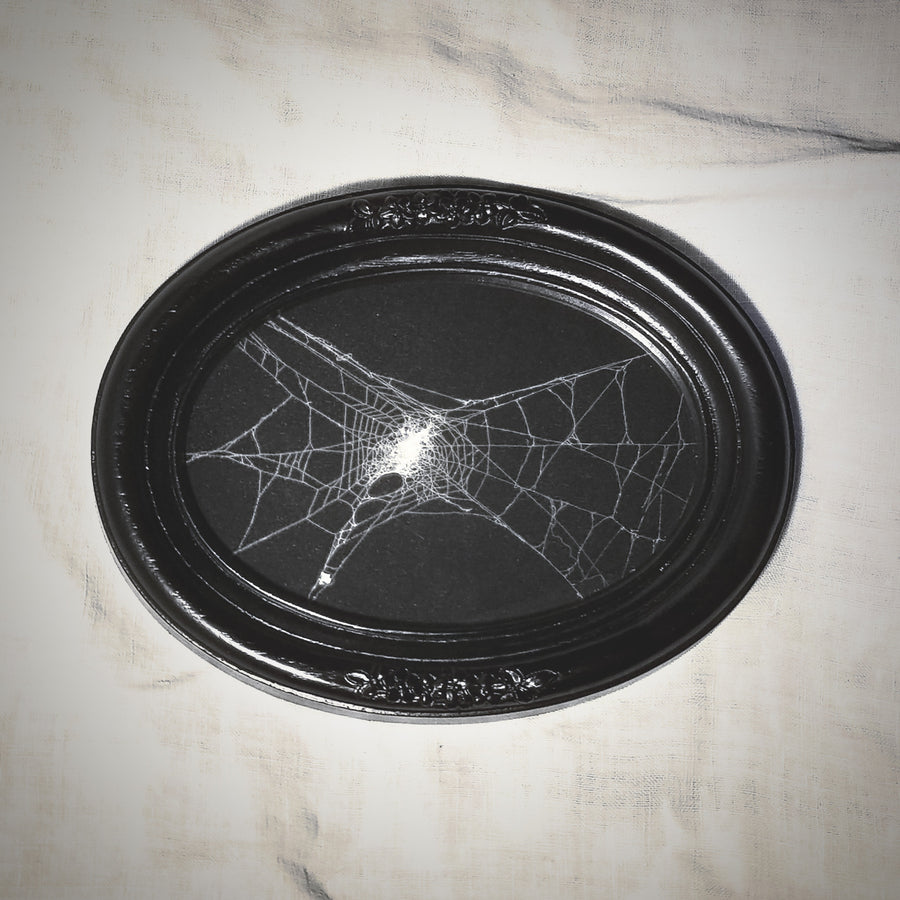 Genuine Preserved Spider Web