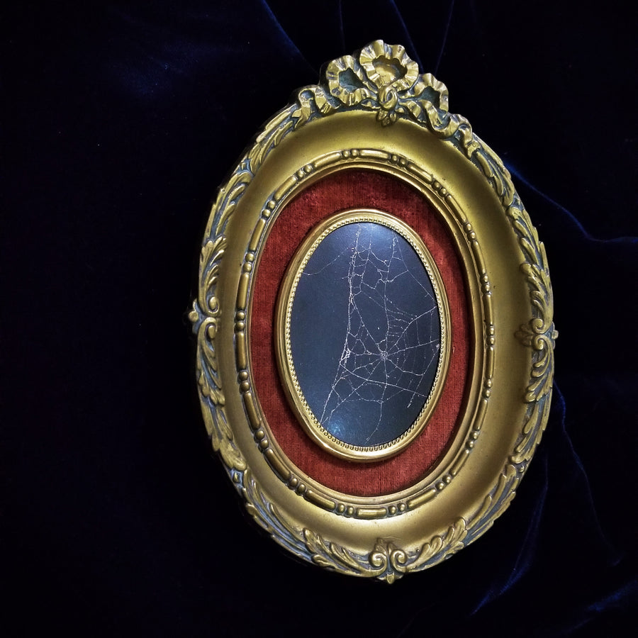 Genuine Preserved Spider Web