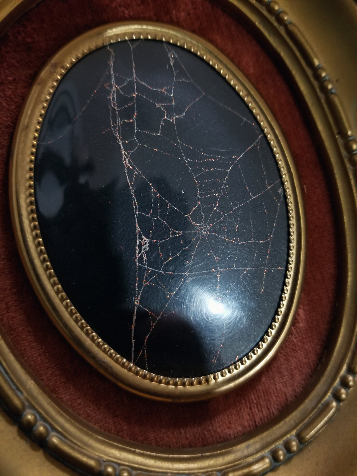 Genuine Preserved Spider Web