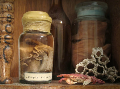 Small Octopus Wet Specimen