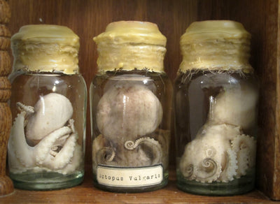 Small Octopus Wet Specimen
